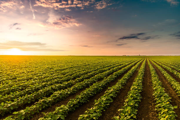 Cultivo al atardecer - AgroAvanza
